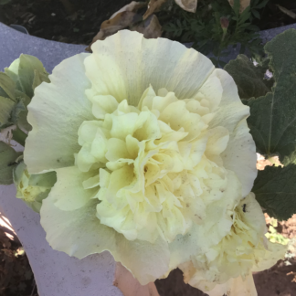 Home Cream Double Hollyhock (free Marigold)