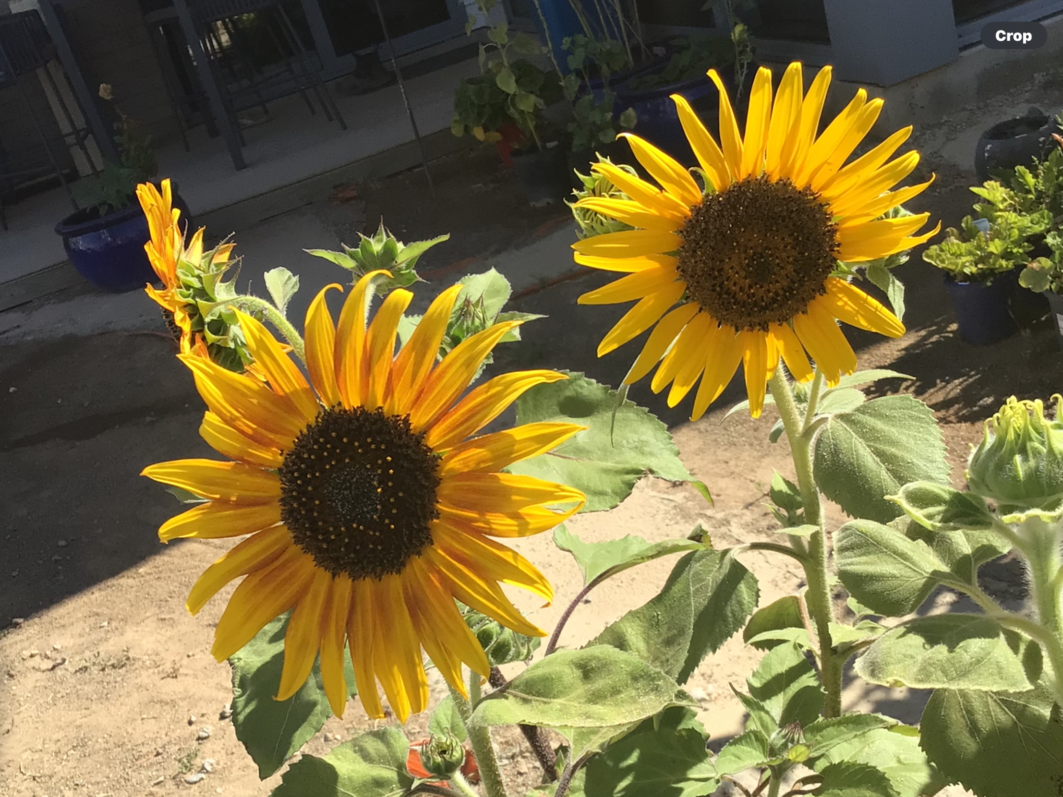 Dawn Bronze Sunflower (free Marigold) Dawn Bronze Sunflower (free Marigold) - Image 2