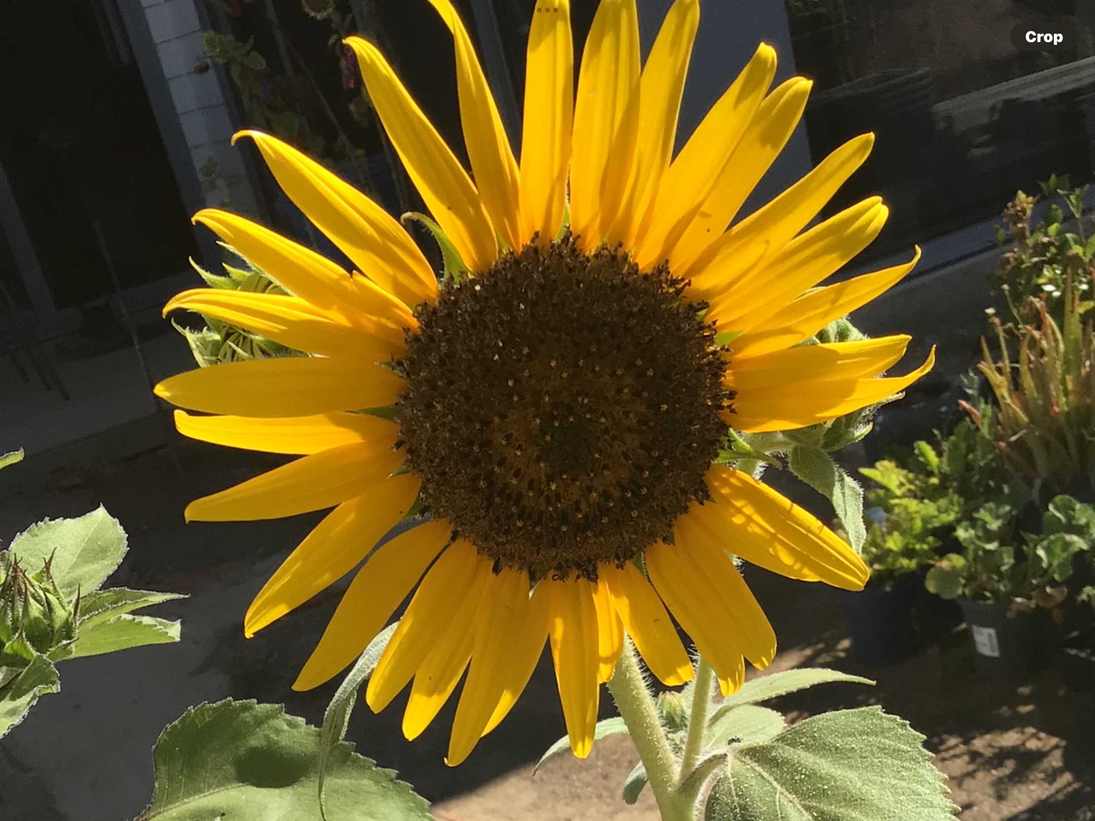 Dawn Bronze Sunflower (free Marigold) Dawn Bronze Sunflower (free Marigold) - Image 3