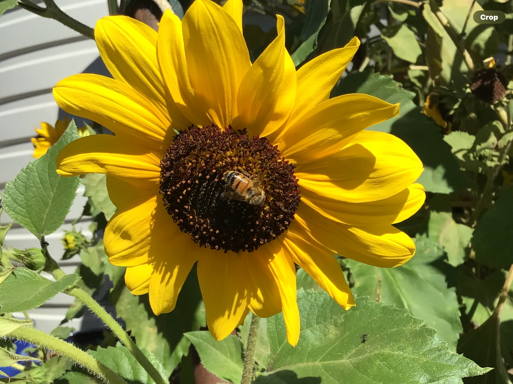 Chocolate Face Sunflower (free Marigold) Chocolate Face Sunflower (free Marigold)