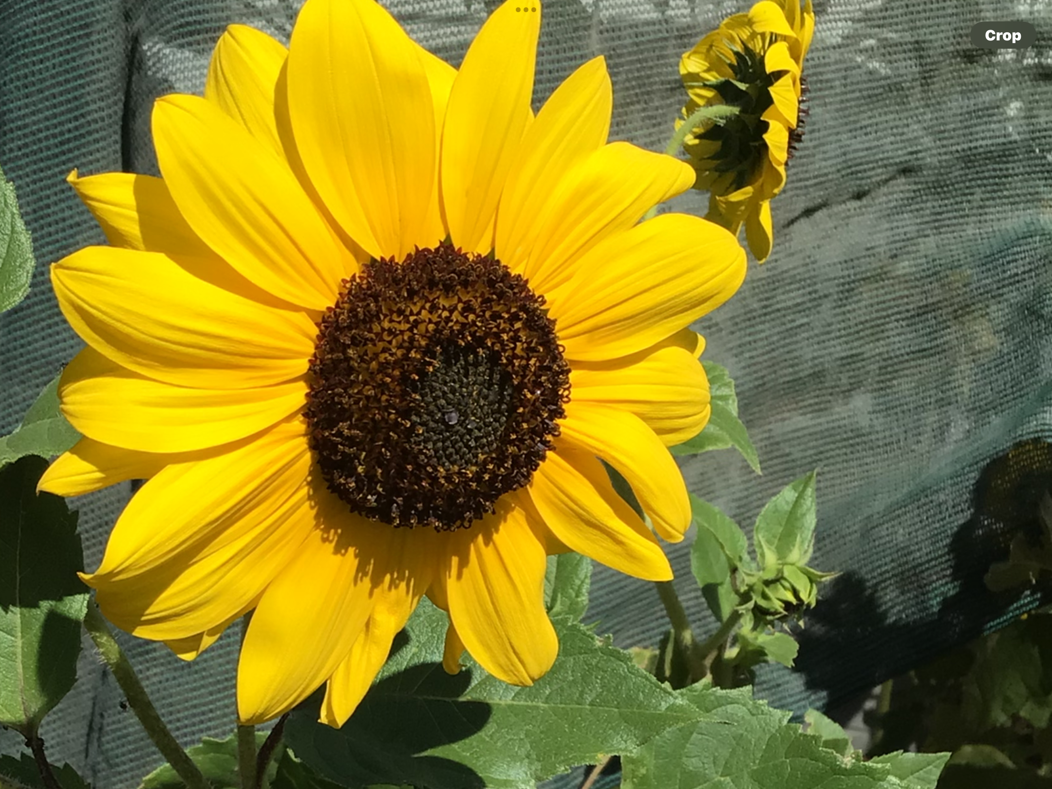 Chocolate Face Sunflower (free Marigold) Chocolate Face Sunflower (free Marigold) - Image 3