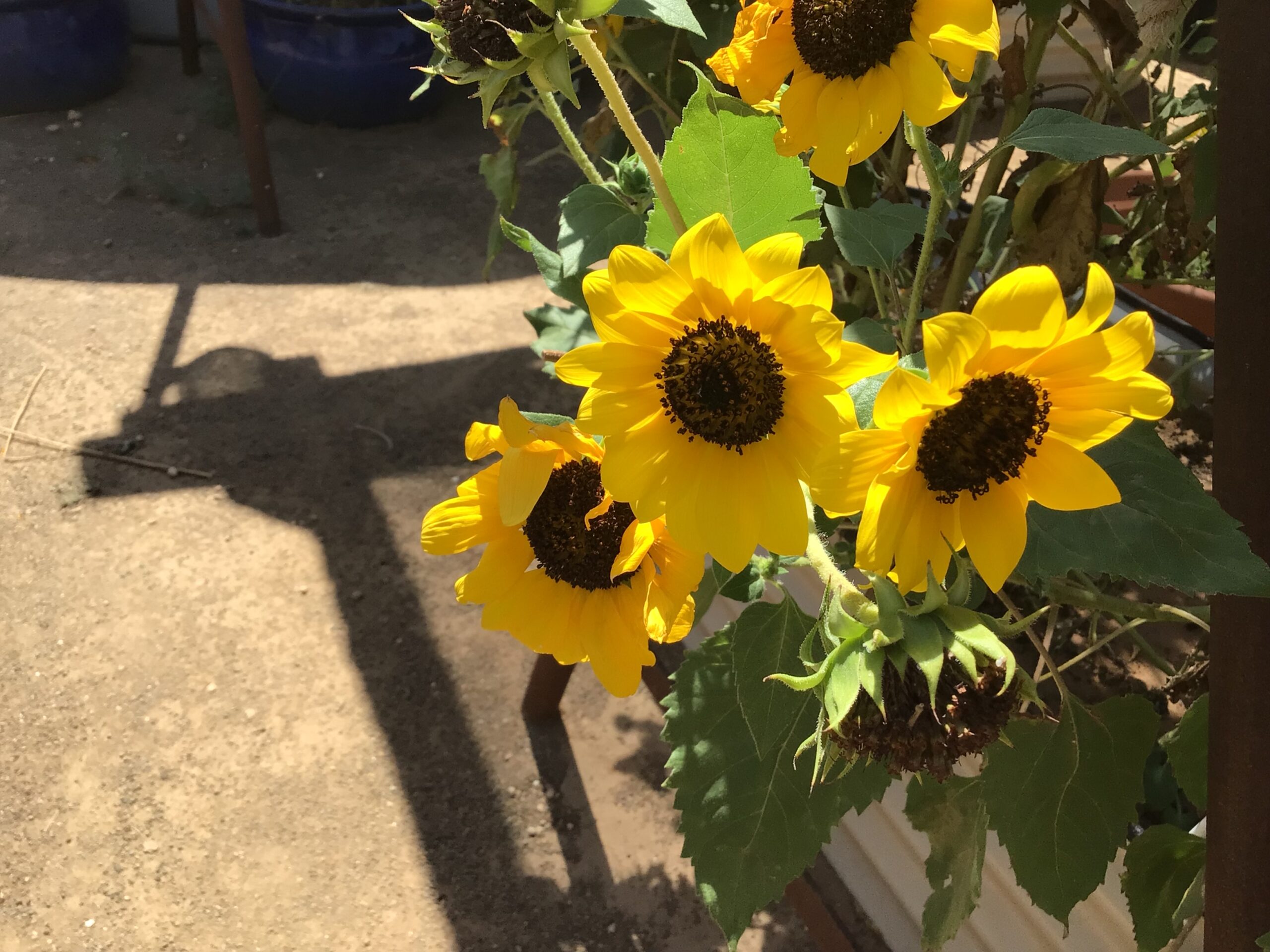 Chocolate Face Sunflower (free Marigold) Chocolate Face Sunflower (free Marigold) - Image 4