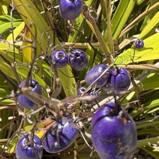 Dianella Caerulea, Blue Flax-lily, Blueberry Or Paroo Lily