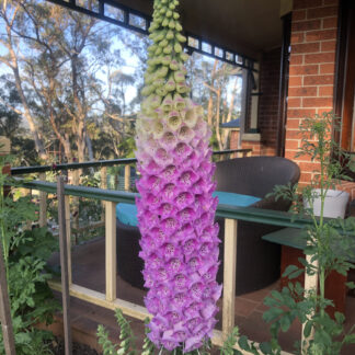 Giant Purple Foxglove