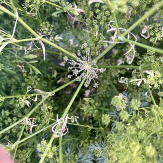 Parsley (50g)