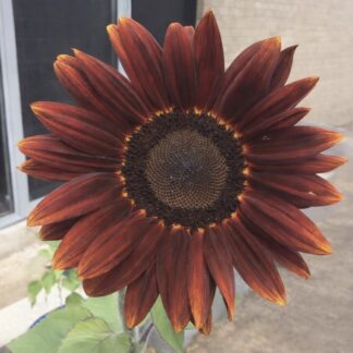 Chocolate Claret Sunflower (free Marigold)