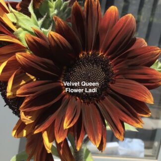 Sunflower Velvet Queen (free Marigolds)