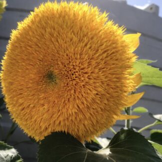 Giant Teddy Bear Sunflowers (free Marigolds)