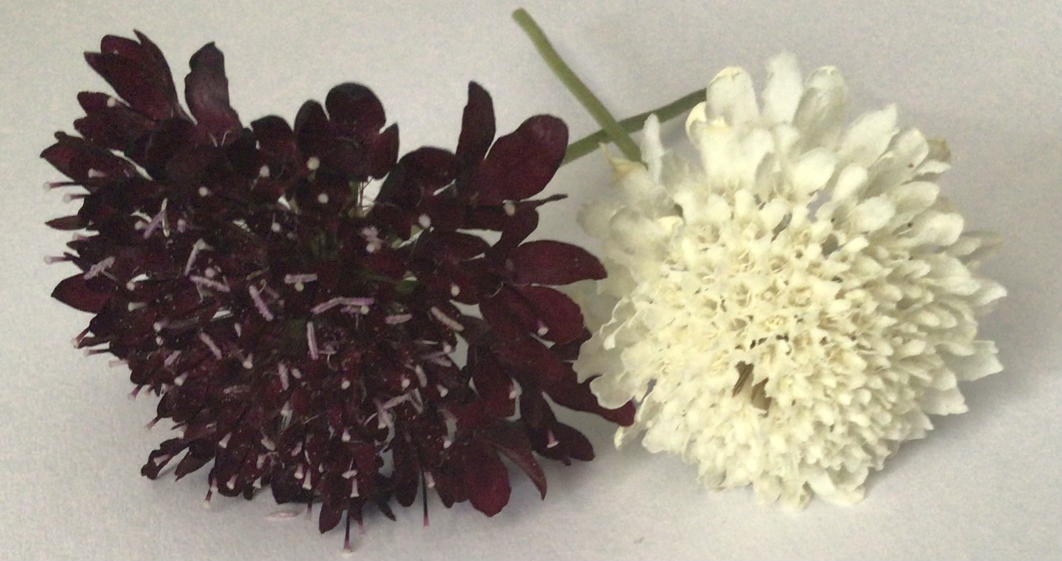 Black & White Scabosia Mix (free Hollyhocks) Black & White Scabosia Mix (free Hollyhocks)