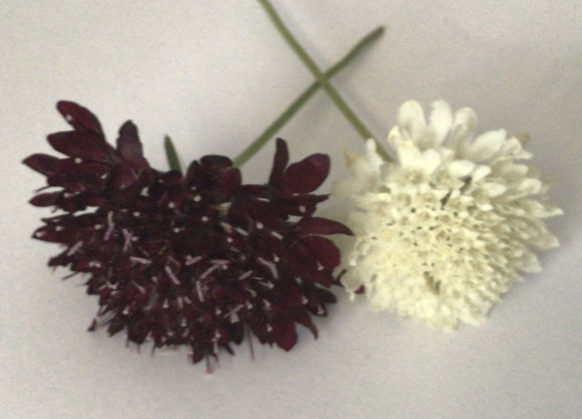 Black & White Scabosia Mix (free Hollyhocks) Black & White Scabosia Mix (free Hollyhocks) - Image 2