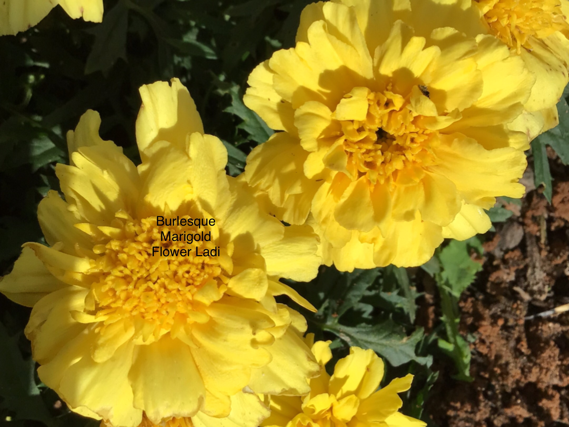 Marigold Burlesque Marigold Burlesque - Image 2