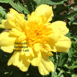 Marigold Burlesque