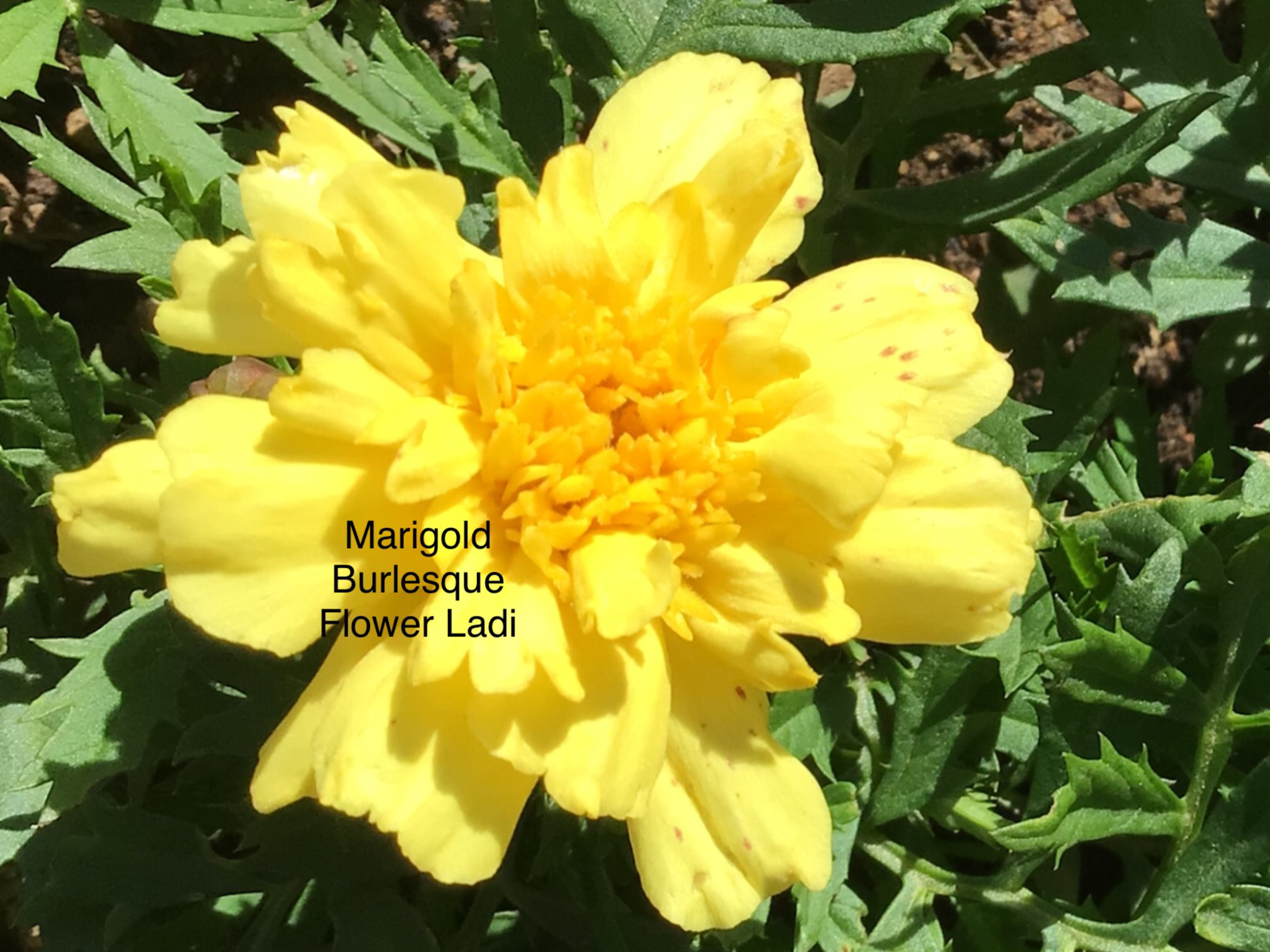 Marigold Burlesque Marigold Burlesque