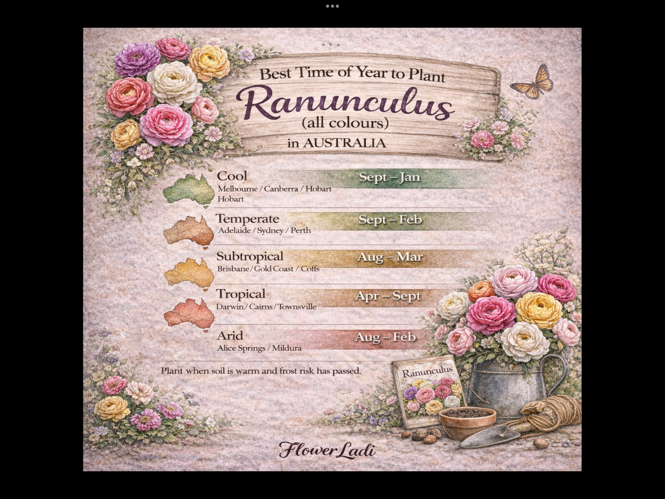 Burgundy Ranunculus Burgundy Ranunculus - Image 5
