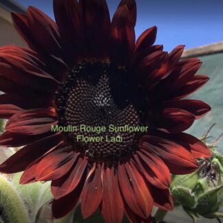 Sunflower Moulin Rouge (free Autumn Beauty)