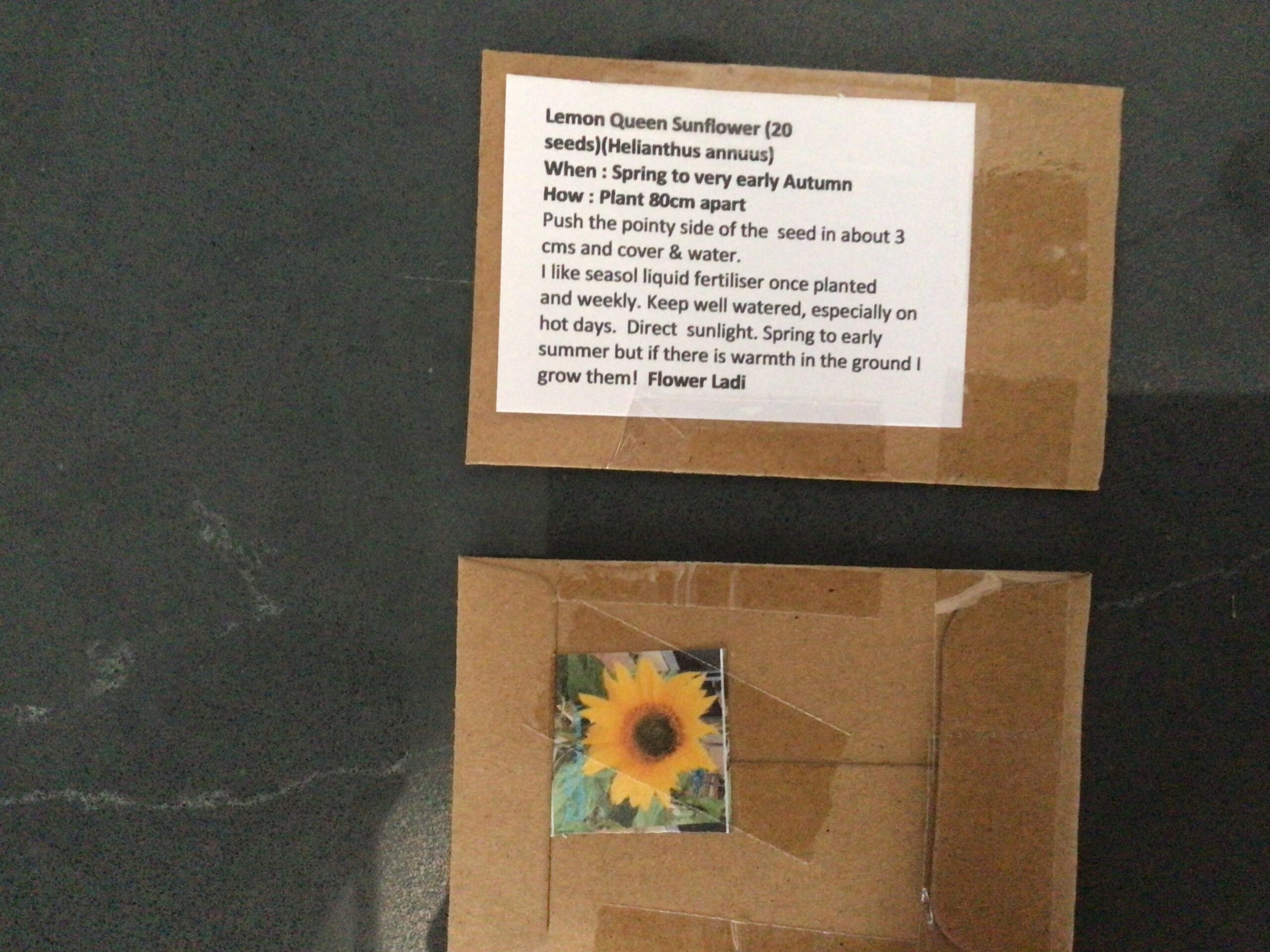 Lemon Queen Sunflower (free Marigold) Lemon Queen Sunflower (free Marigold) - Image 4
