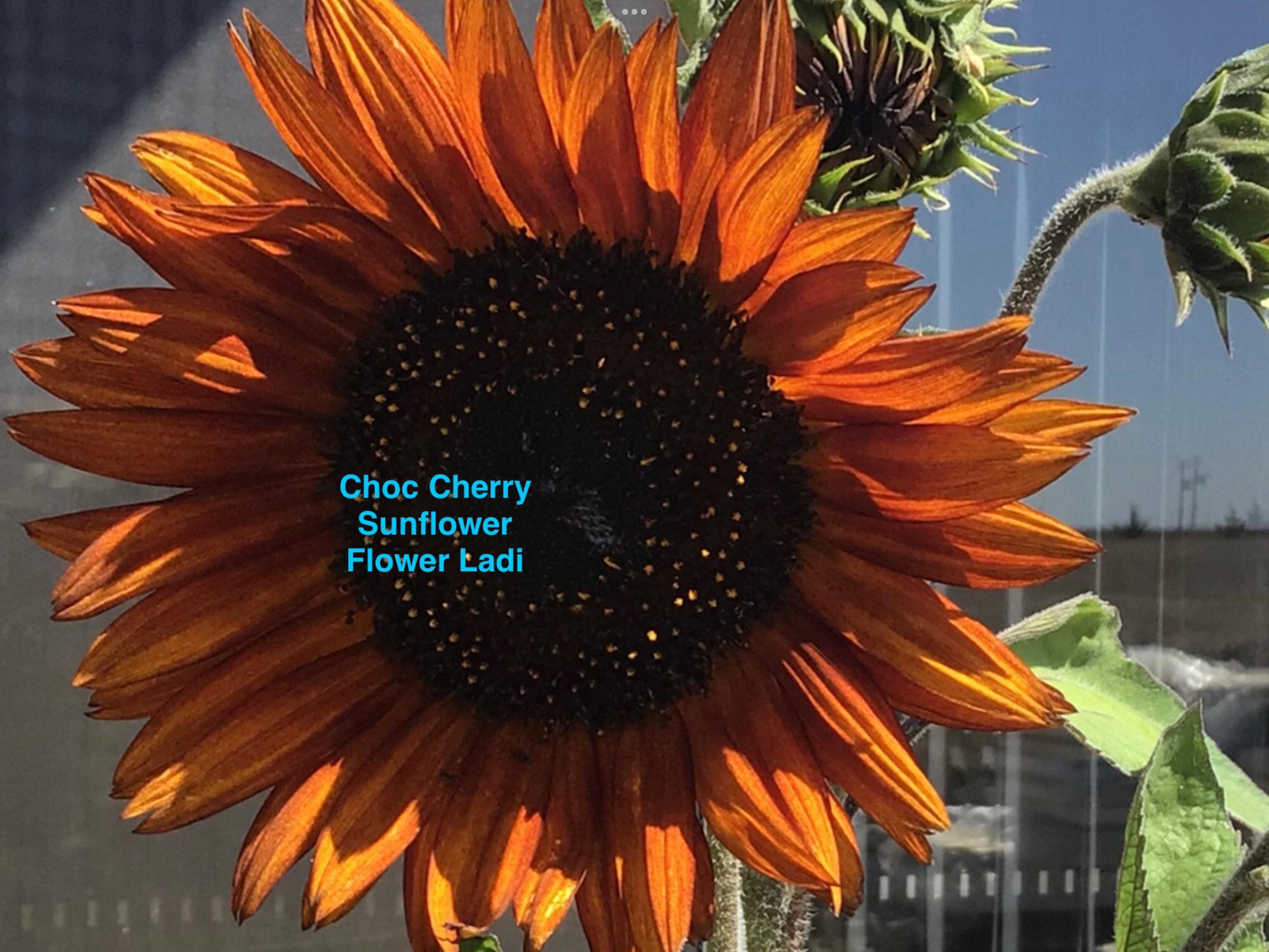 Exotic Dark Sunflower Mix (100 + free Marigold) Exotic Dark Sunflower Mix (100 + free Marigold) - Image 5