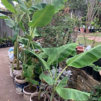 One (1) Dwarf Manzano Banana Plant