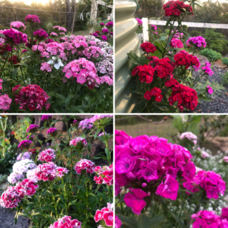 Mixed Dianthus (Sweet Williams)