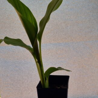 Home 1x Turmeric (Curcuma Longa) Plant - Organically Grown