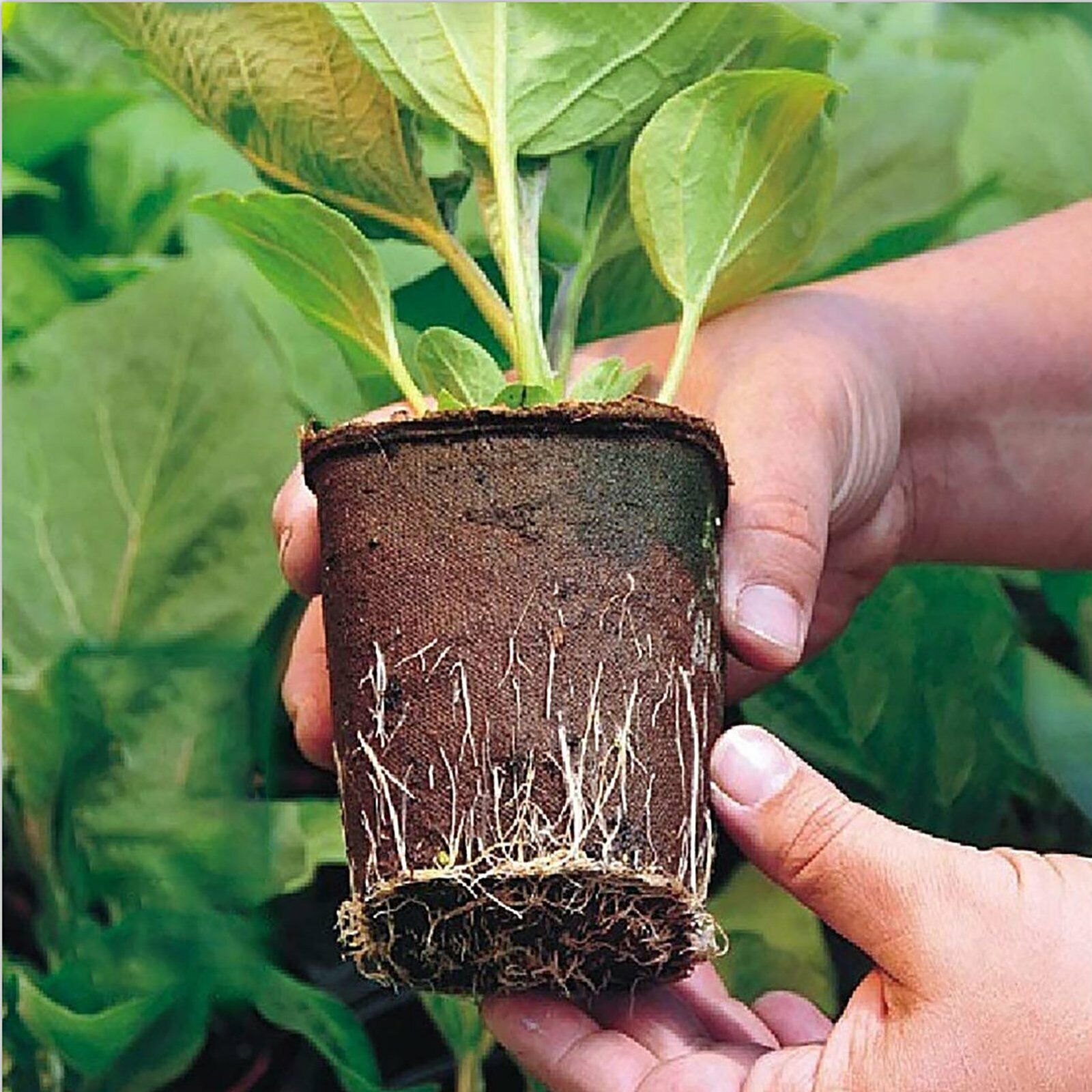 10pcs Biodegradable Seedling Trays 10pcs Biodegradable Seedling Trays - Image 3