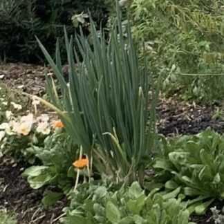 Spring Onions