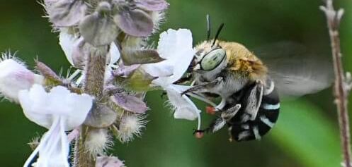 Blue Bee produce