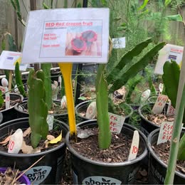 Home 2 Colombian Red Skin Red Flesh Sweet Dragon Fruit Plants