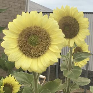 Home Golden Buttercream Sunflower (free Hollyhock)