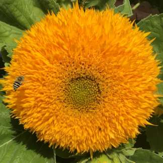 Home Gold Coin Sunflower (free Hollyhock)