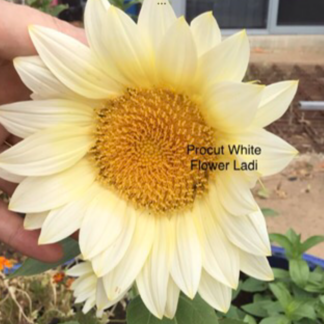 White Lite Sunflower (free Marigold)