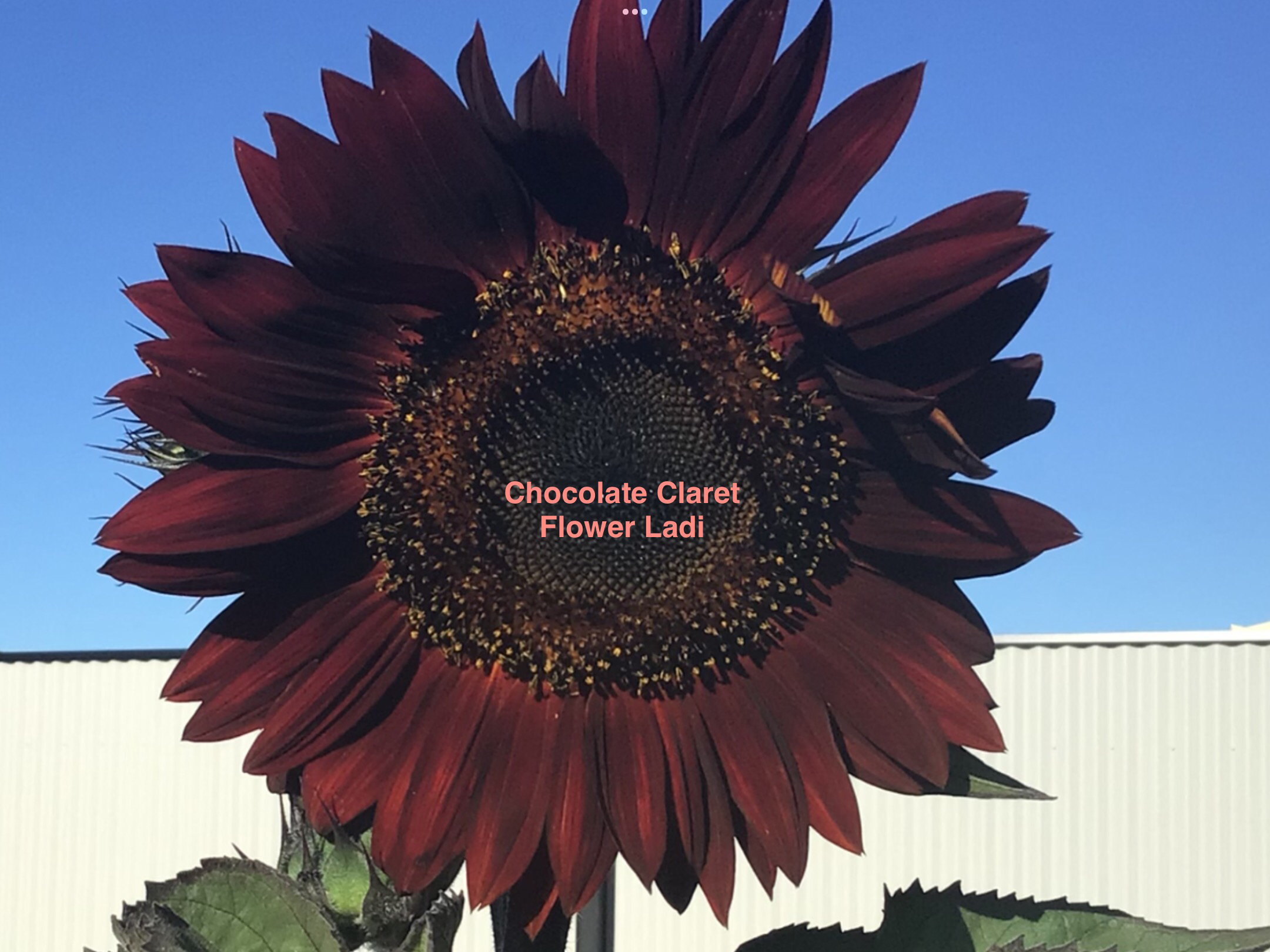 Exotic Dark Sunflower Mix (100 + free Marigold) Exotic Dark Sunflower Mix (100 + free Marigold) - Image 4