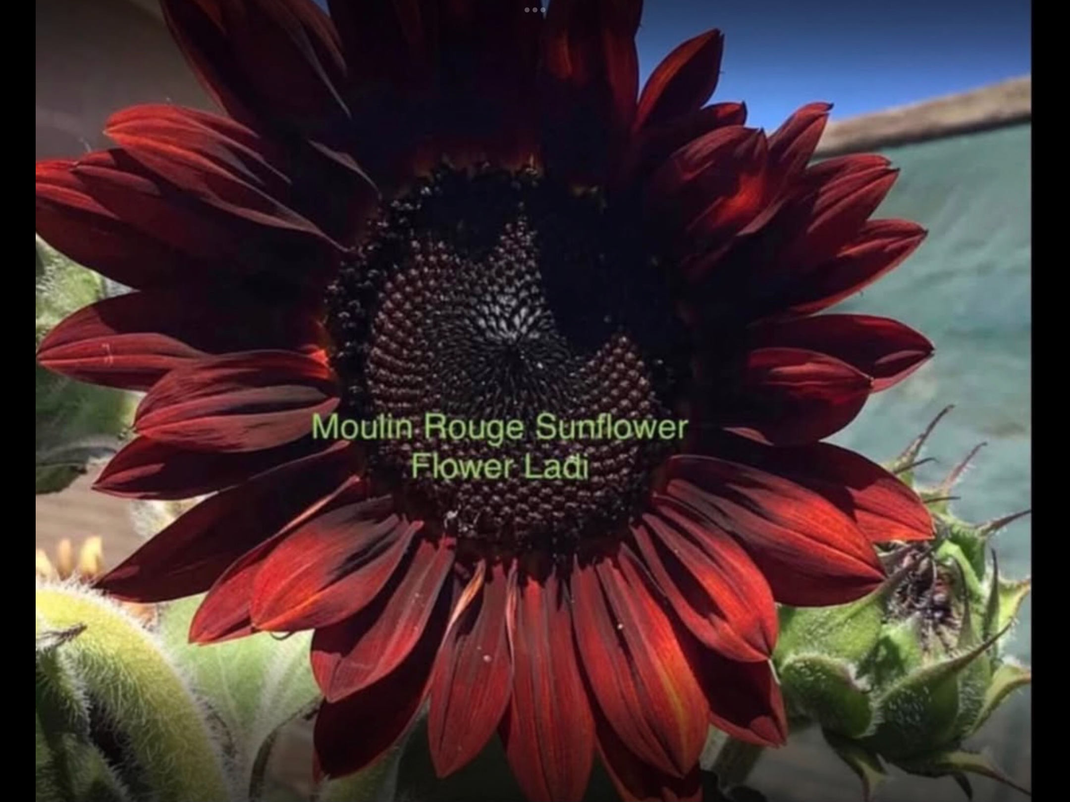 Exotic Dark Sunflower Mix (100 + free Marigold) Exotic Dark Sunflower Mix (100 + free Marigold) - Image 3