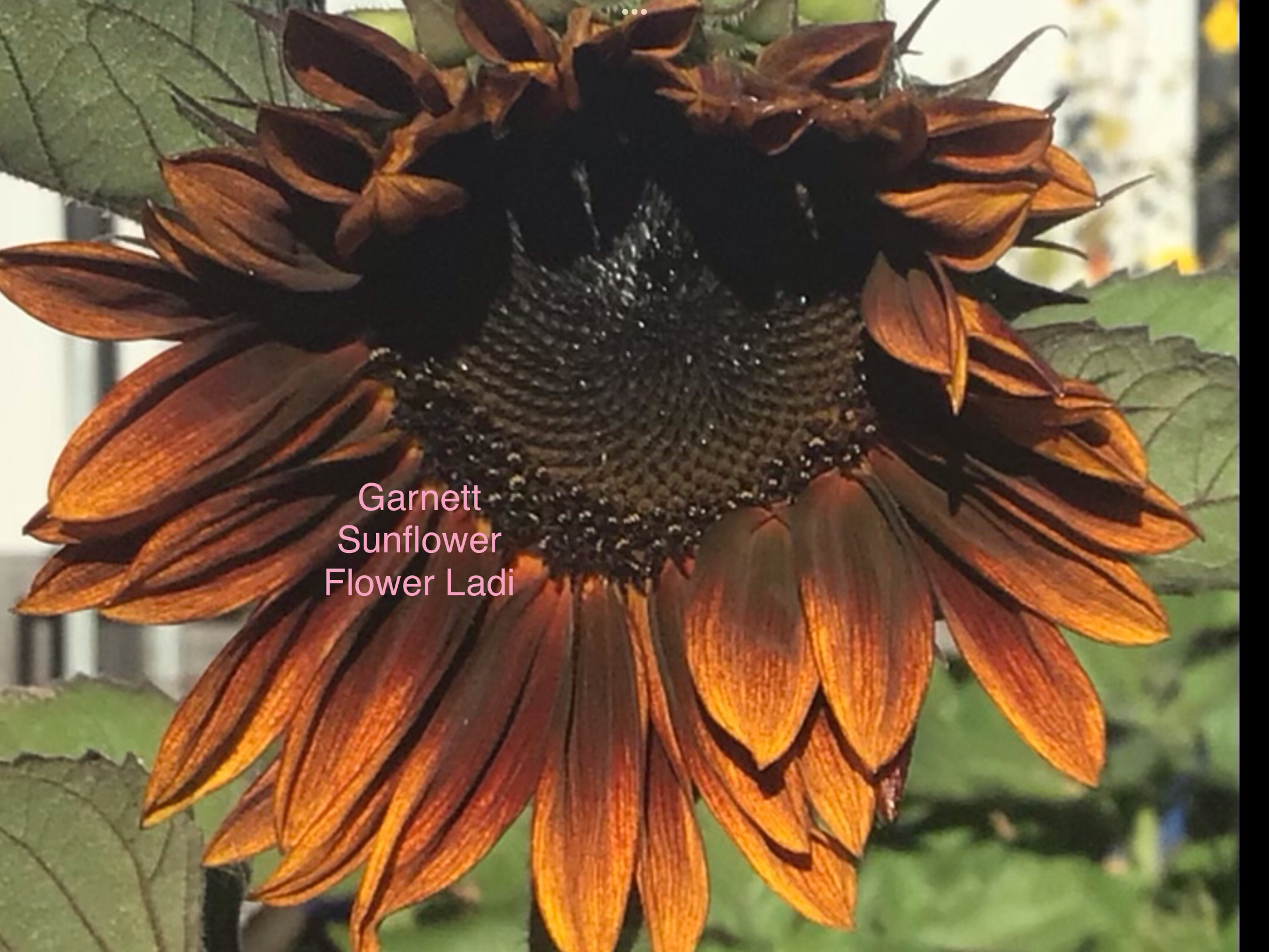 Exotic Dark Sunflower Mix (100 + free Marigold) Exotic Dark Sunflower Mix (100 + free Marigold) - Image 2