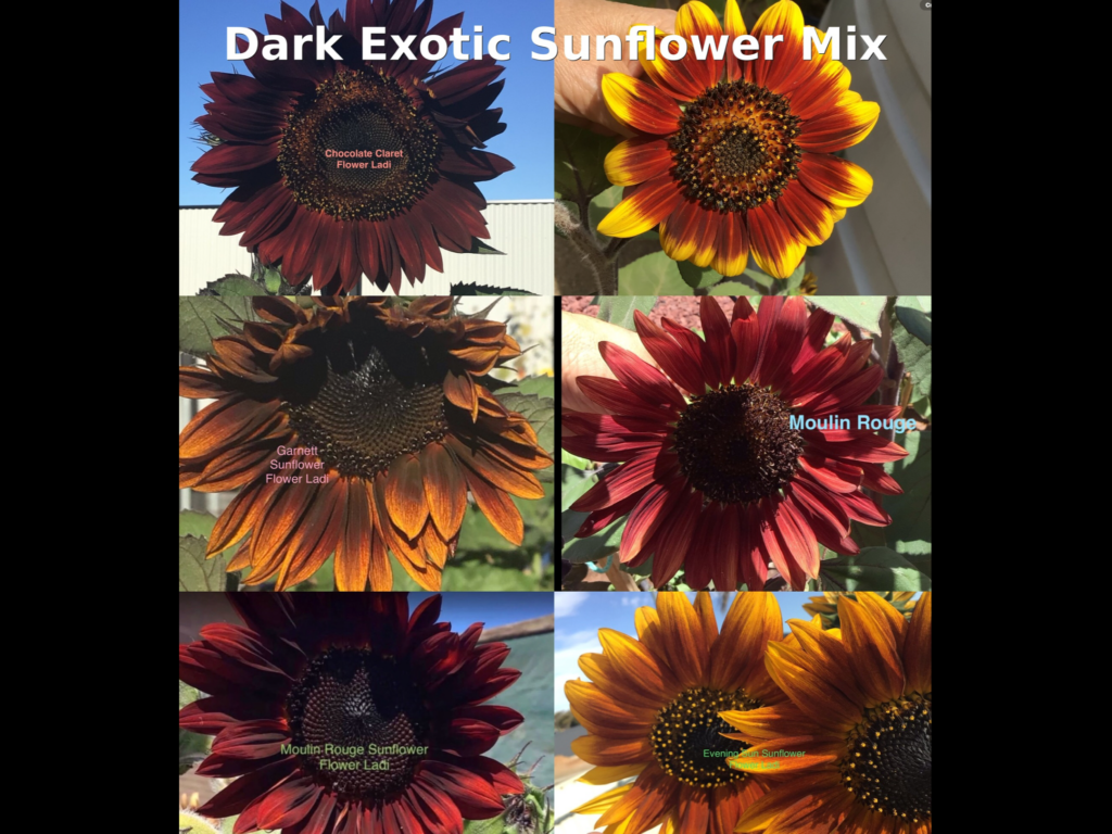 IMG_0650-1024x768.png