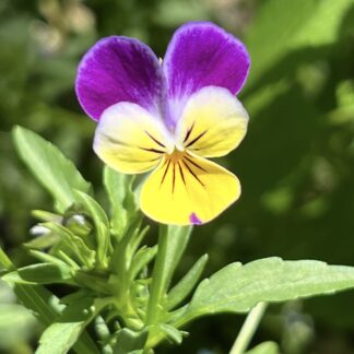 Home Viola (Heartsease, Johnny Jump Ups)