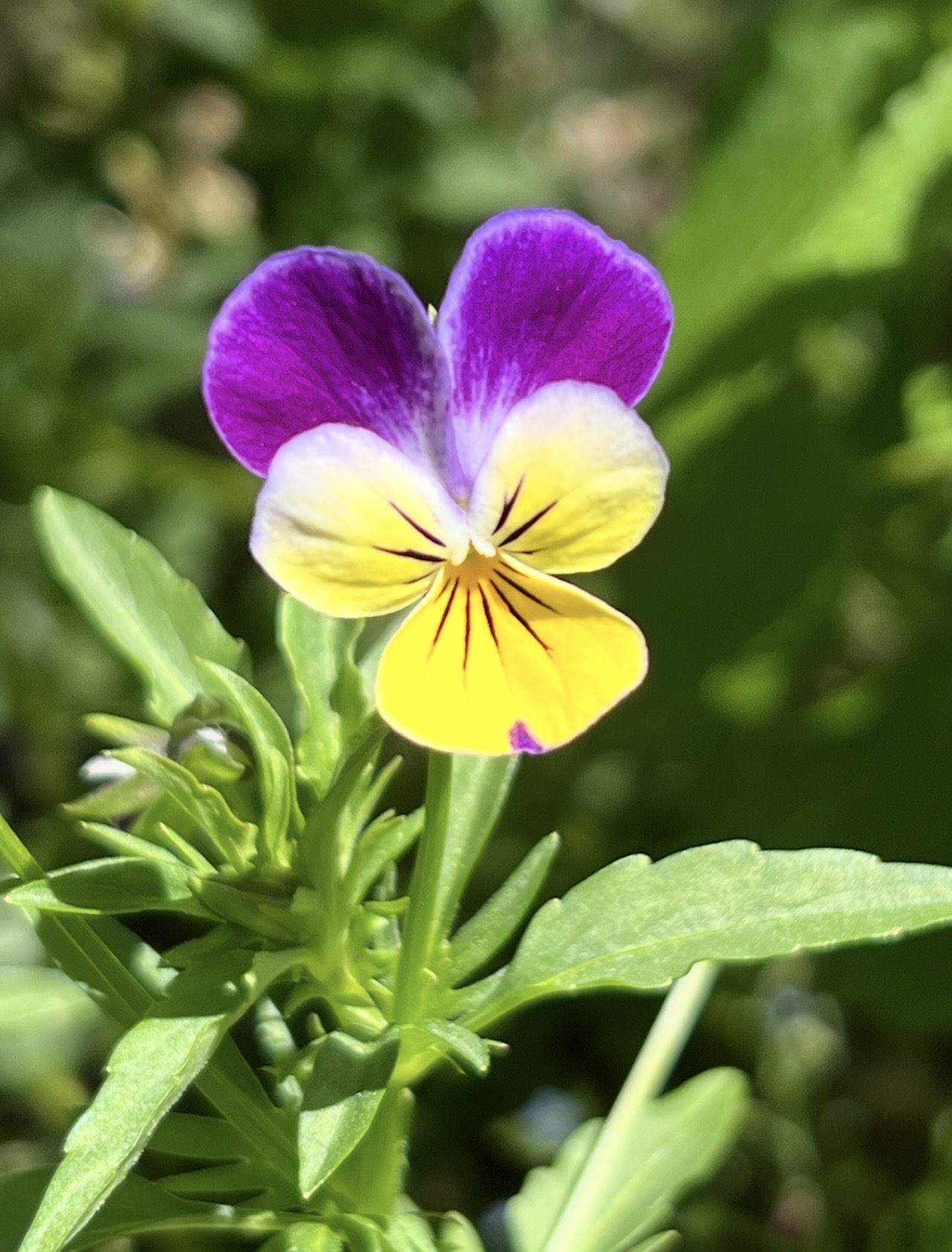 Viola (Heartsease, Johnny Jump Ups) Viola (Heartsease, Johnny Jump Ups)