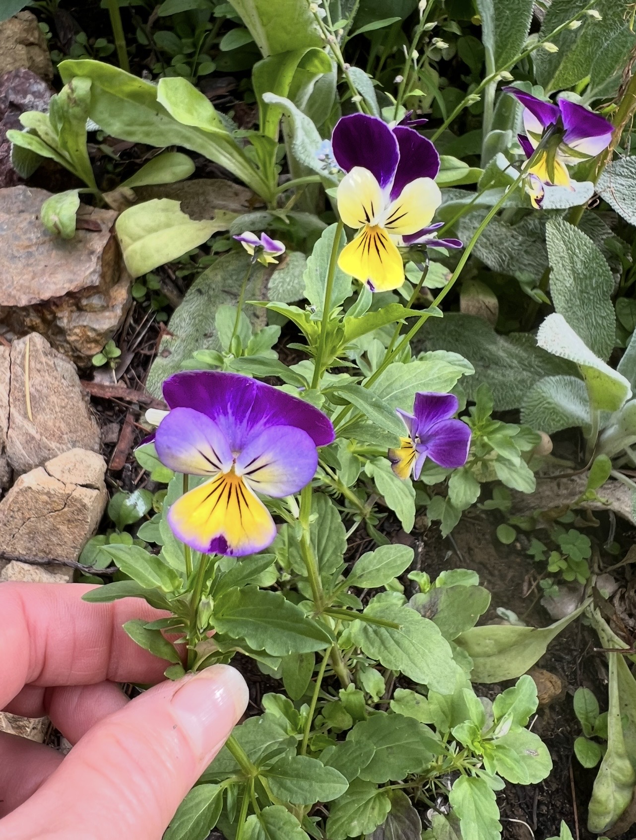 Viola (Heartsease, Johnny Jump Ups) Viola (Heartsease, Johnny Jump Ups) - Image 2