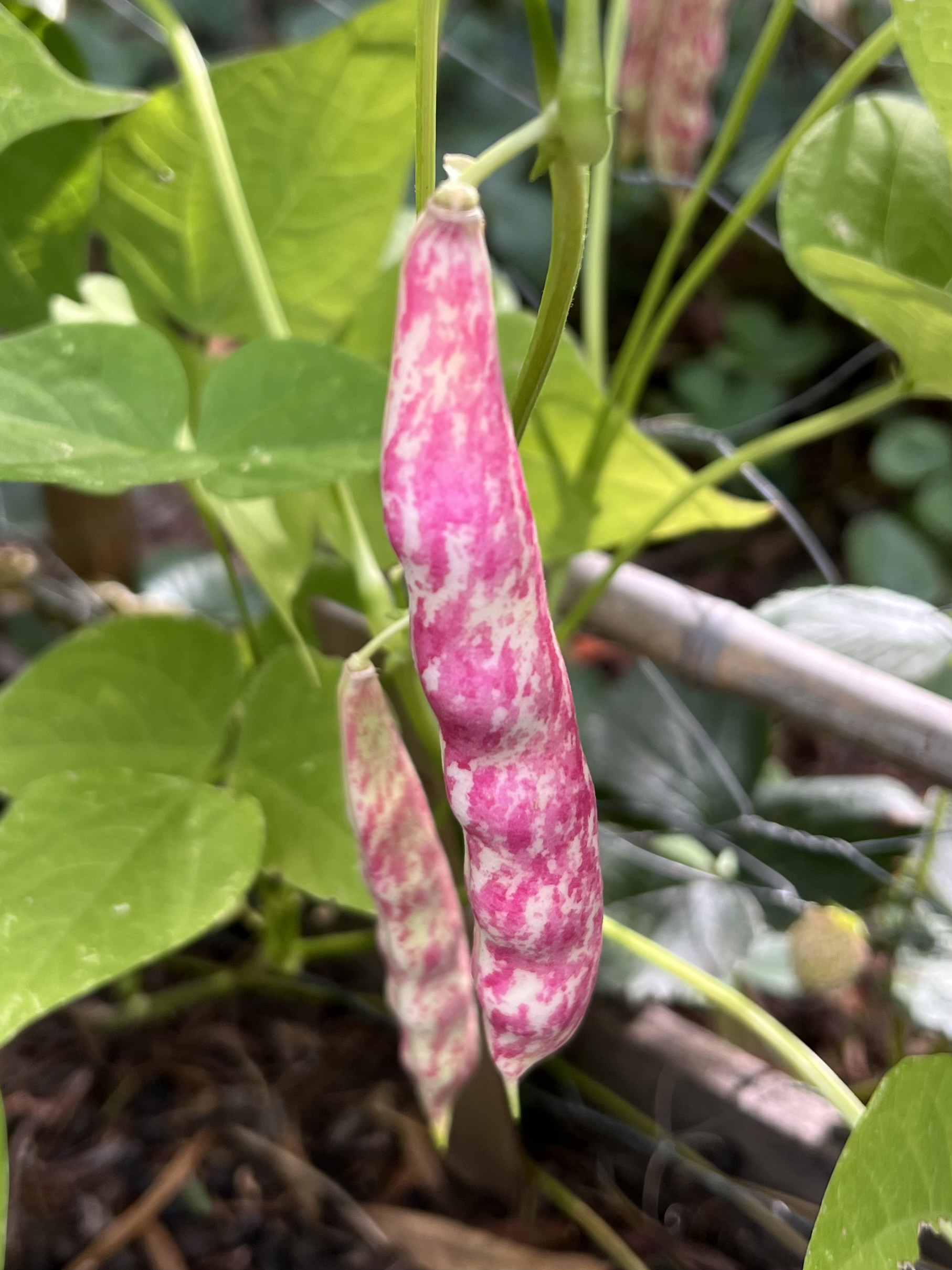 Borlotti Climbing Bean Borlotti Climbing Bean