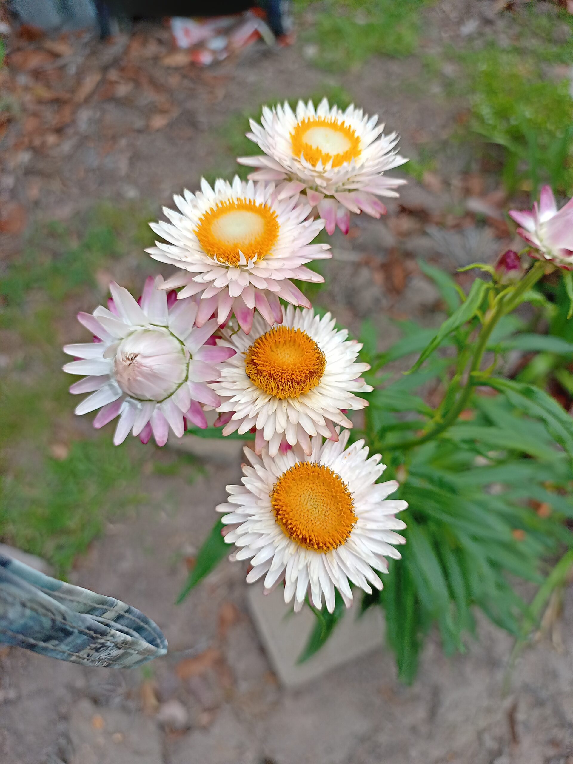 Everlasting Daisy - White Xerochrysum Bracteum Everlasting Daisy - White Xerochrysum Bracteum