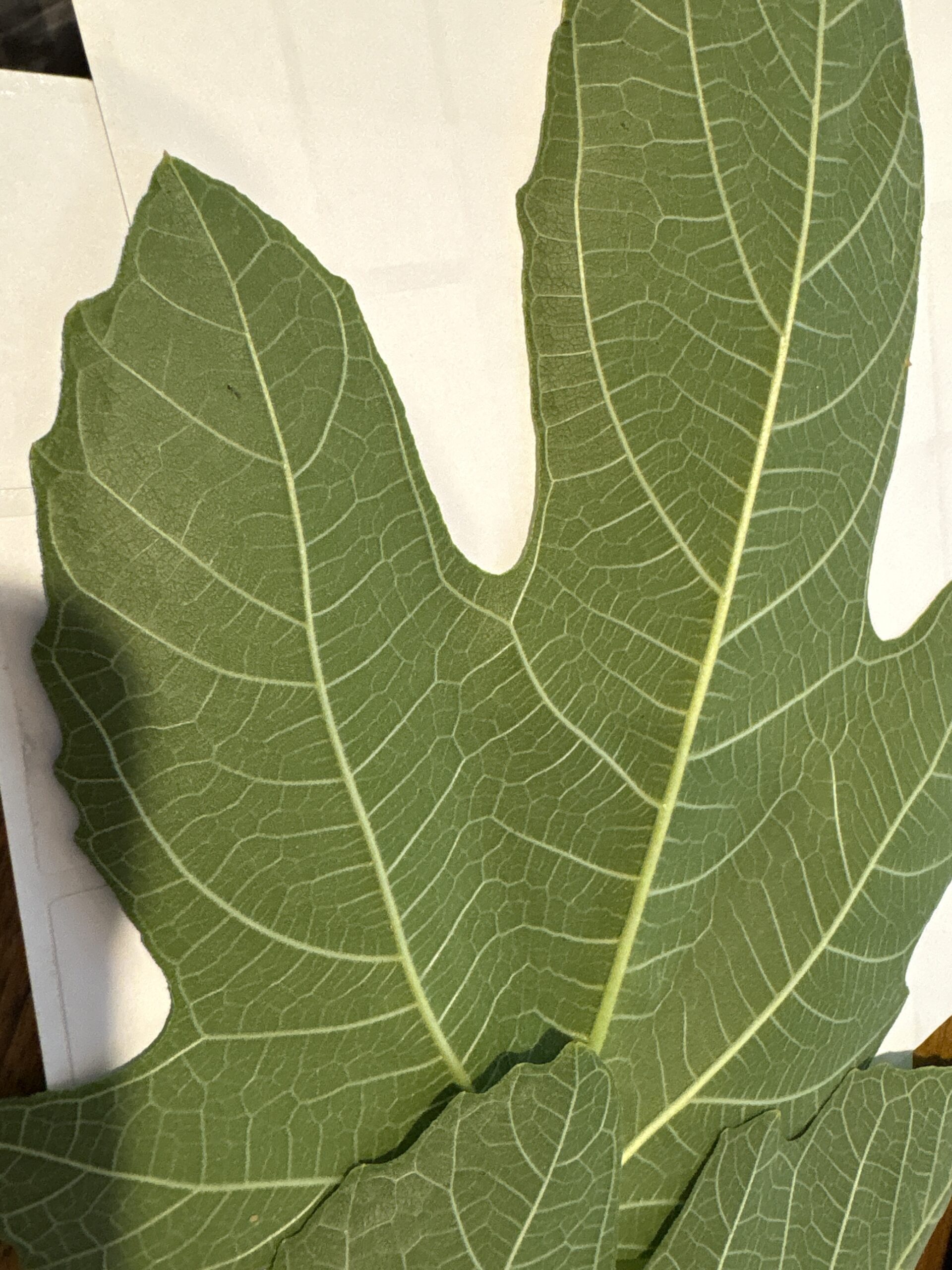 3x Fig Cuttings 3x Fig Cuttings - Image 3
