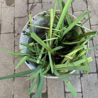Two (2) Yellow Water Iris Water Pond Plants