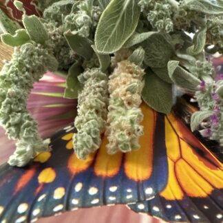 Home Stachy's Byzantina Big Ears