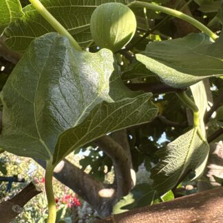 3x Fig Cuttings
