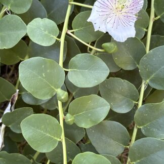 Caper Bush Capparis Spinosa X 8 Cuttings