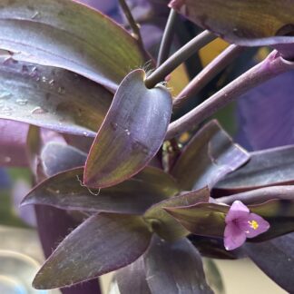 Transcendia Purple Heart Barerooted Succulent X 5