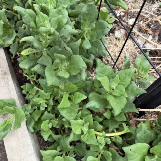 Warrigal Greens