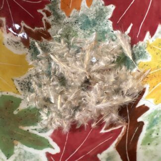 Australian Native Lemongrass (Cymbopogon Ambiguus)