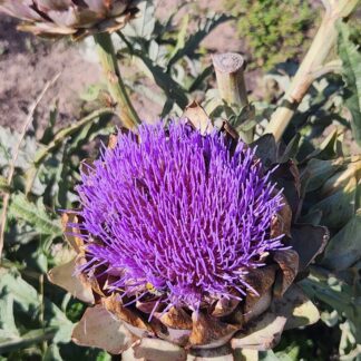 Artichoke - Green Globe (Cynara Scolymus)