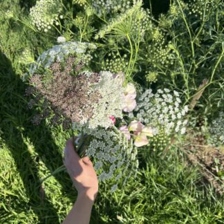 Home Chocolate Lace/Queen Anne’s Lace/Dara